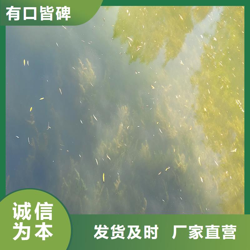 实力雄厚的麦黄草供货商