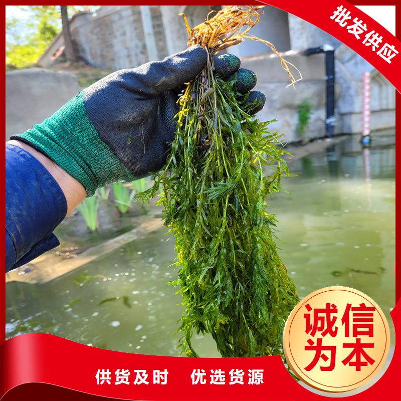 2025质优价廉#马来眼子菜制造商#来图定制