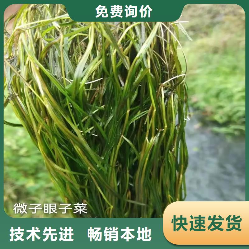 沉水植物供应商求