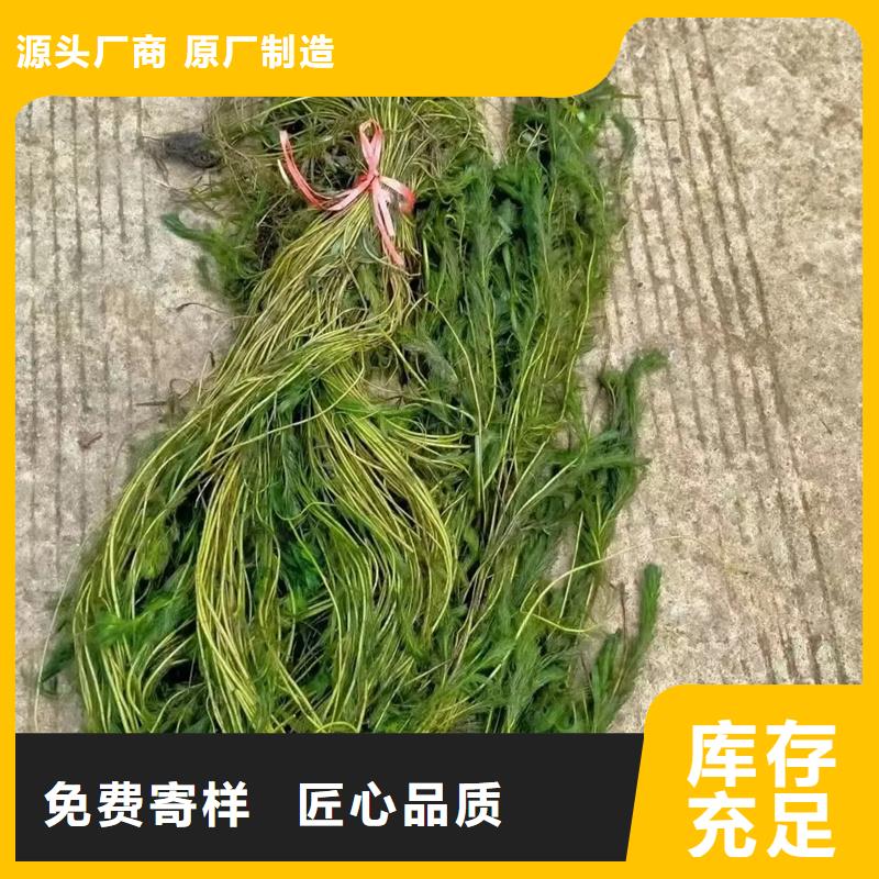 眼子菜合作厂家