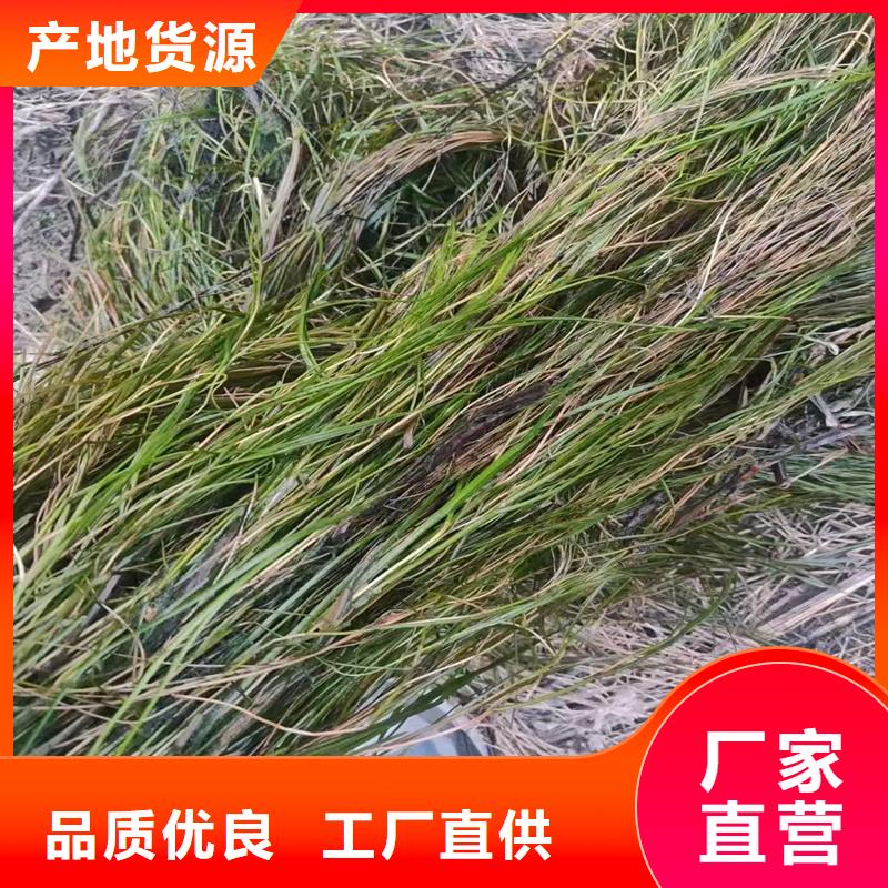 实力雄厚的麦黄草供货商