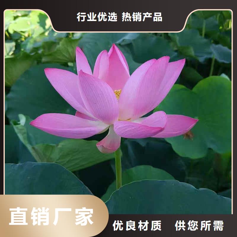 荷花苗荷花种子详细参数