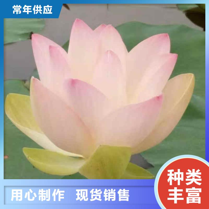 荷花苗荷花小苗精选货源