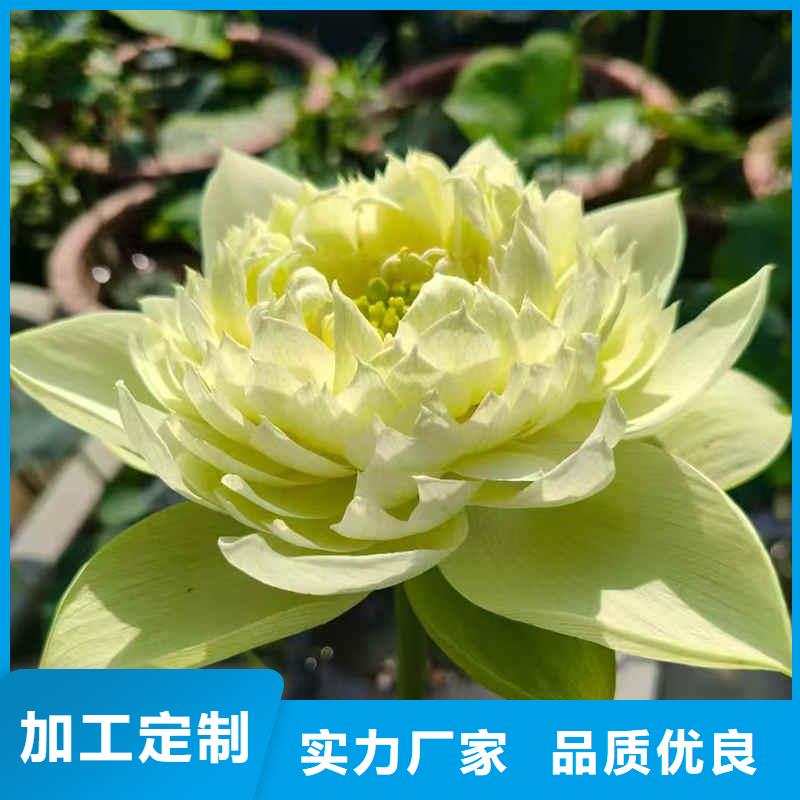 荷花苗,重瓣莲花实力公司