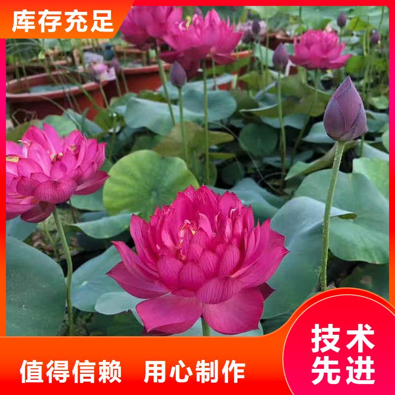 荷花苗荷花种子详细参数