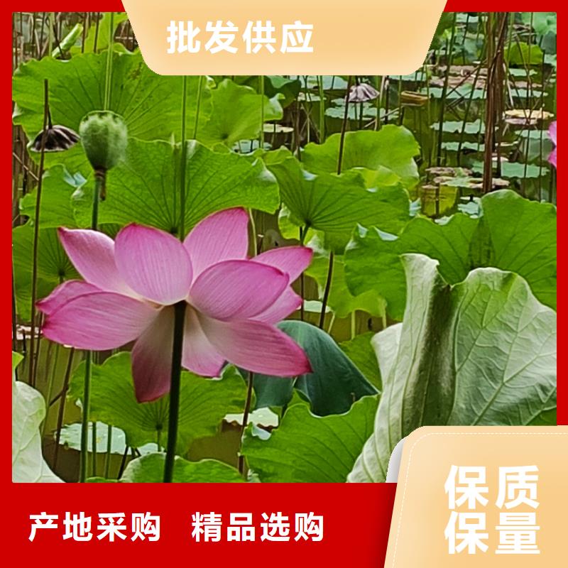 荷花苗-挺水植物实力才是硬道理