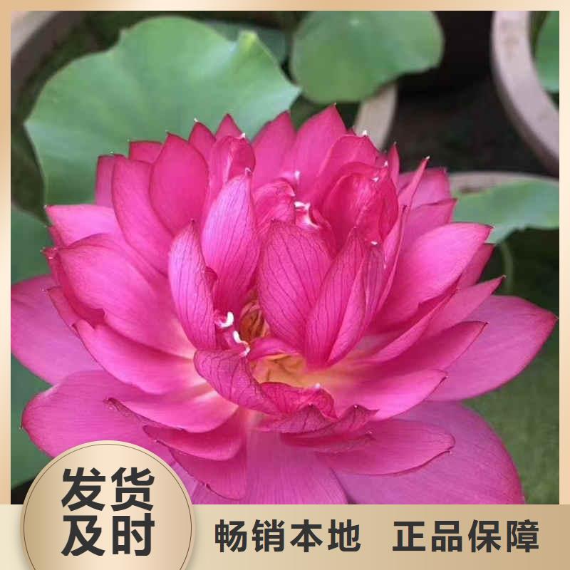 荷花苗荷花种子可放心采购