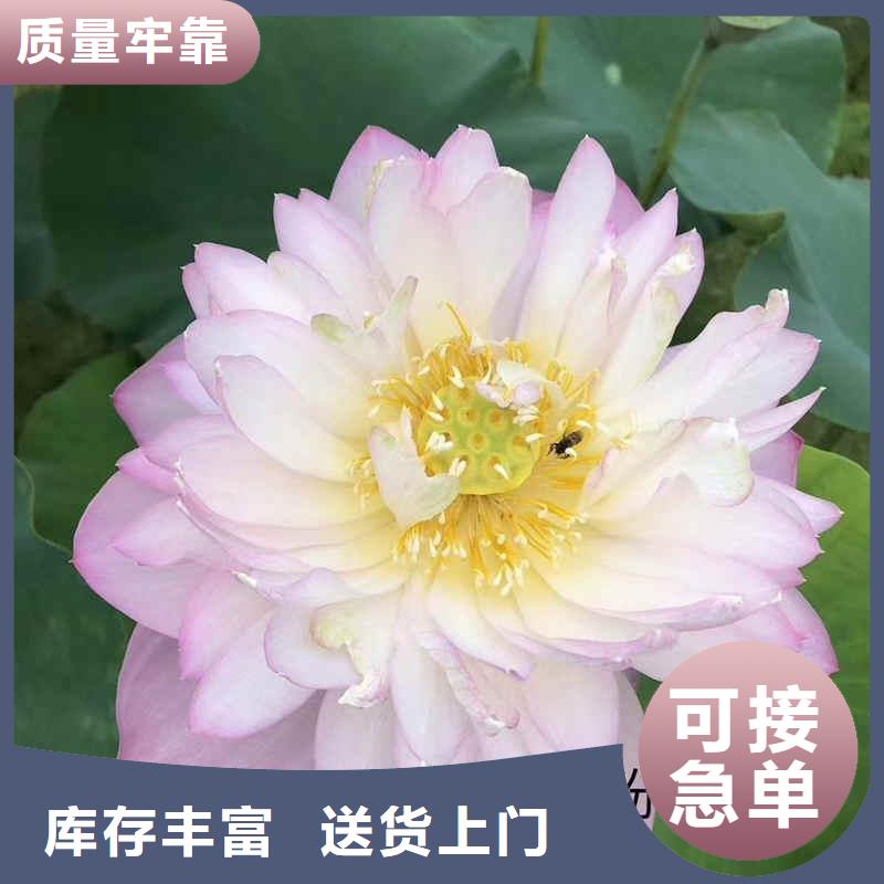 荷花苗荷花小苗匠心制造