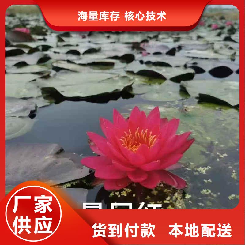 荷花苗水生荷花多种场景适用