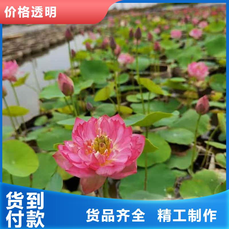 荷花苗莲花支持大小批量采购