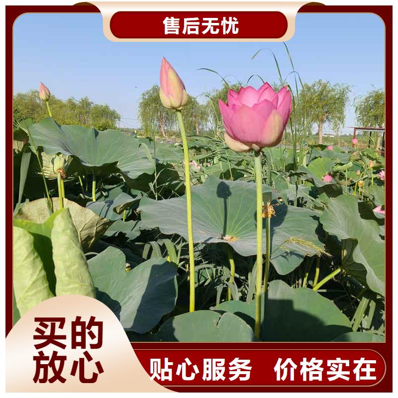 荷花苗_莲花种子货源足质量好