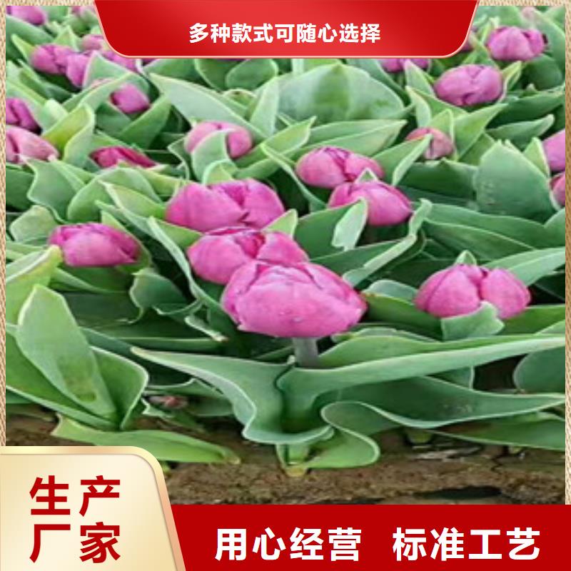 时令草花【宿根花卉基地】品类齐全