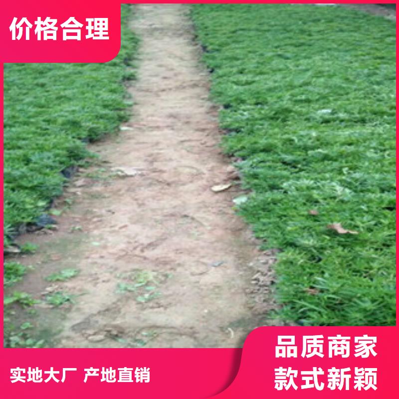 时令草花【鲁冰花/粉黛乱子草】当地货源