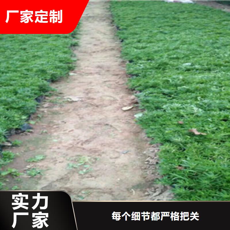 时令草花,宿根花卉基地 厂家货源