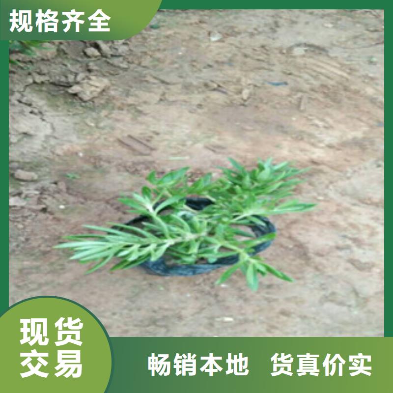 时令草花_花海景观工程值得信赖