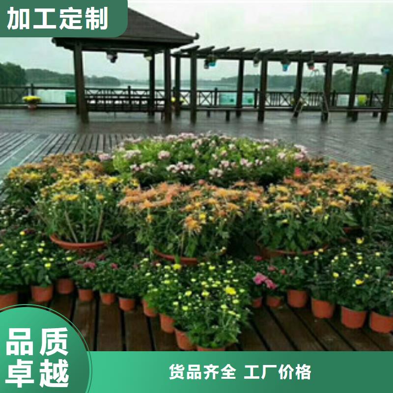 时令草花-【耐寒耐旱草花基地】设备齐全支持定制