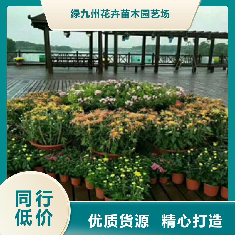 时令草花鲁冰花/粉黛乱子草品质保证实力见证