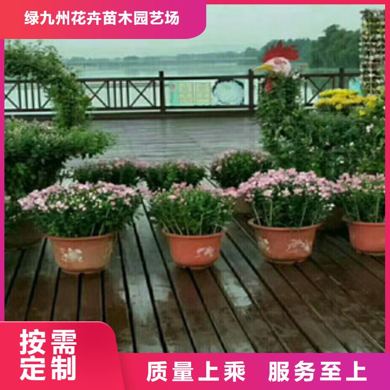 【时令草花】花海景观工程专注细节使用放心