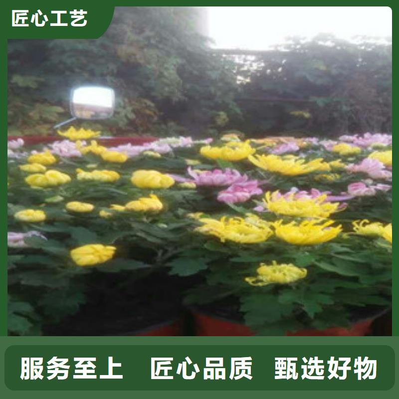 【时令草花】花海景观工程专注细节使用放心