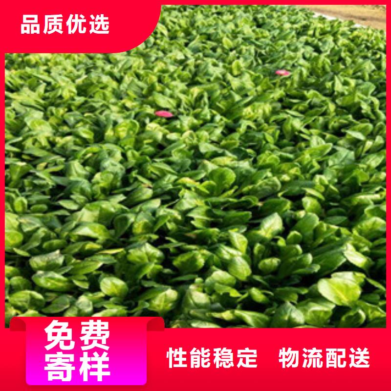 【时令草花】花海景观工程专注细节使用放心