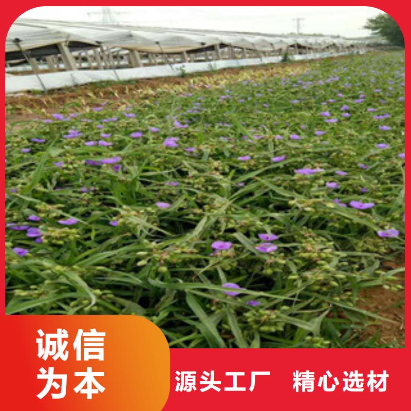 时令草花 耐寒耐旱草花基地厂家直销大量现货