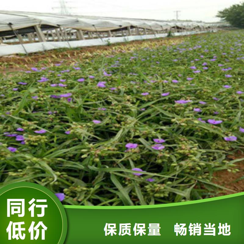 时令草花,耐寒耐旱草花基地产品细节参数