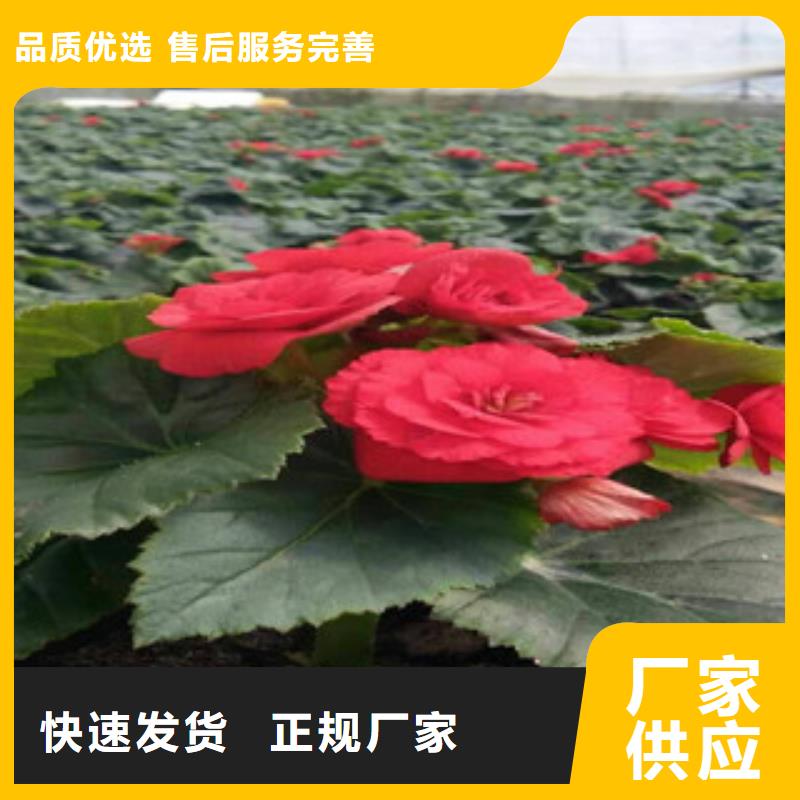 时令草花_花海景观工程值得信赖