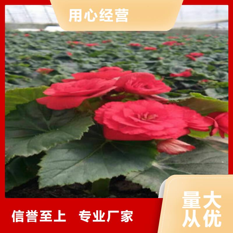 【时令草花】_宿根花卉基地规格齐全实力厂家