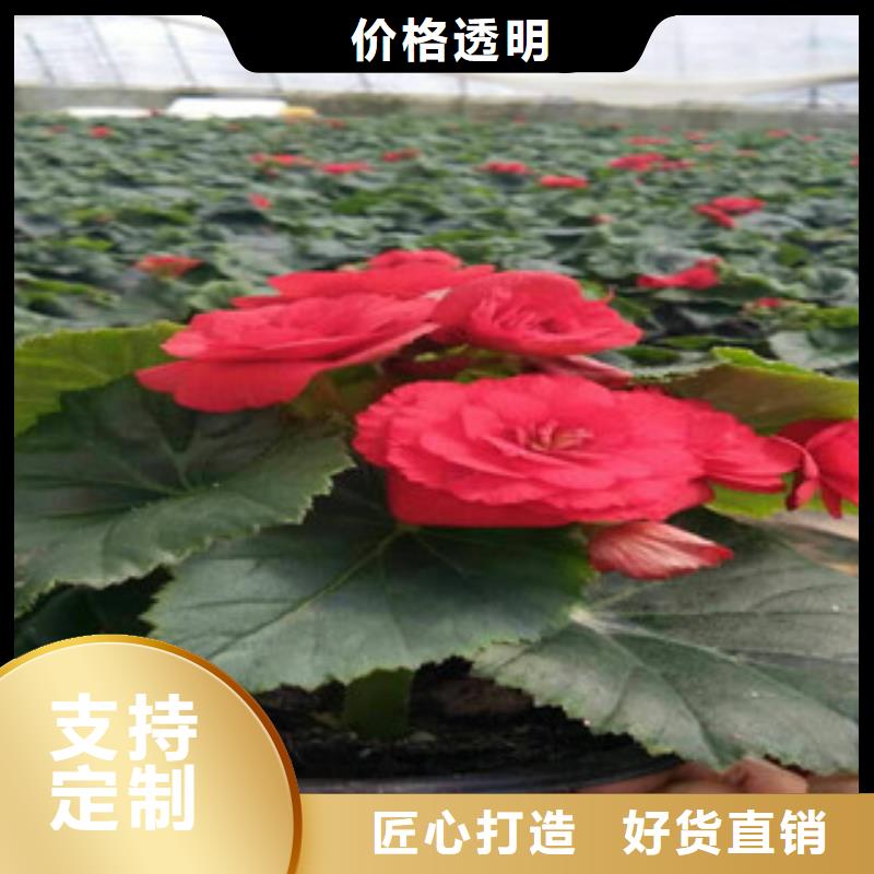 时令草花鲁冰花/粉黛乱子草品质保证实力见证