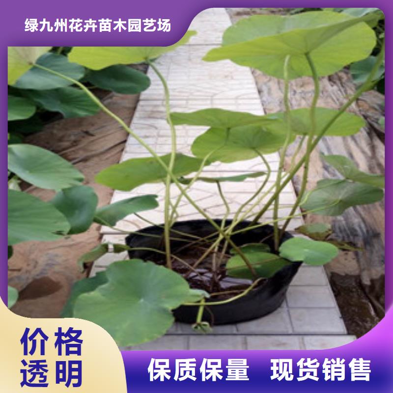 【时令草花_耐寒耐旱草花基地厂家】