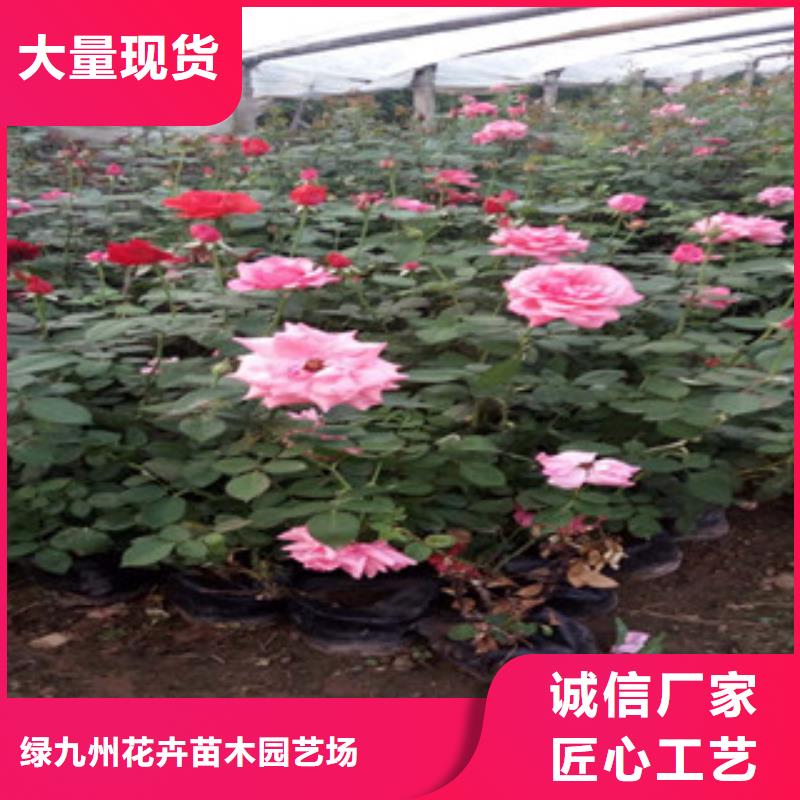 时令草花_花海景观工程值得信赖