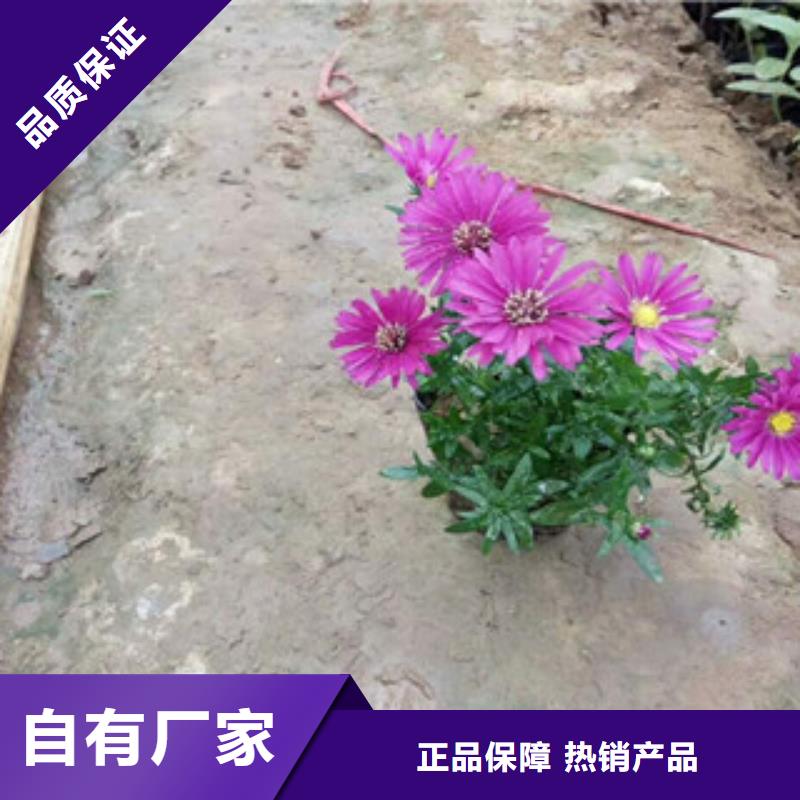 时令草花鲁冰花/粉黛乱子草品质保证实力见证