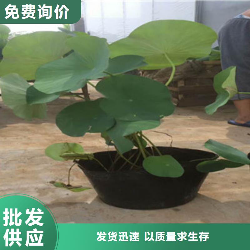 时令草花_花海景观工程值得信赖