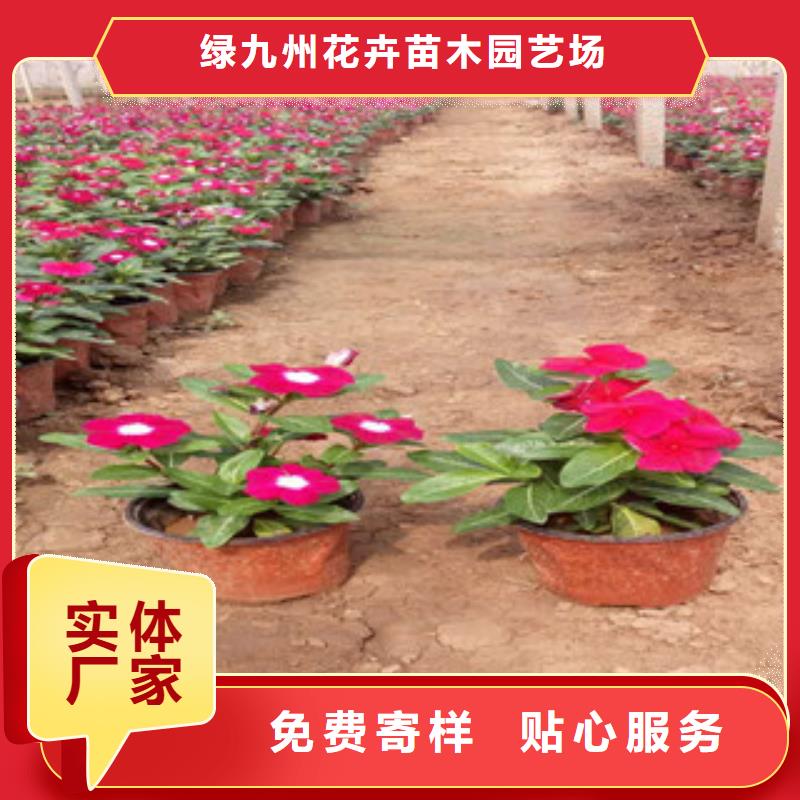 【时令草花】花海景观工程专注细节使用放心