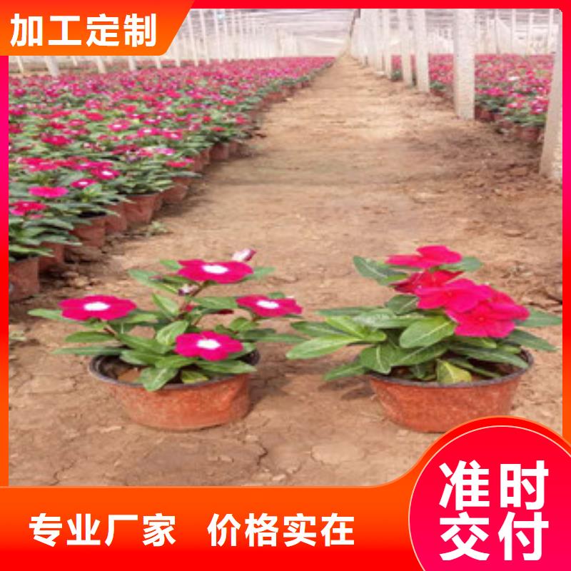 时令草花鲁冰花/粉黛乱子草品质保证实力见证