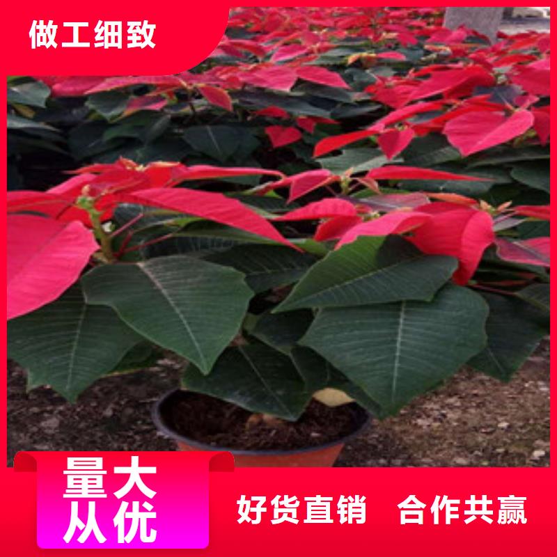 【时令草花-柳叶马鞭草/薰衣草实体诚信经营】