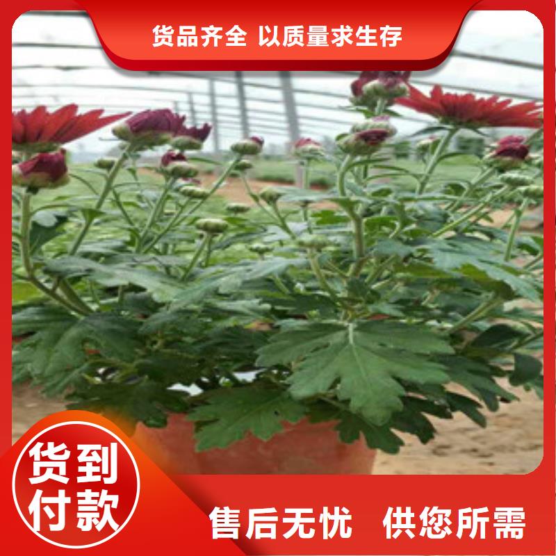 时令草花,耐寒耐旱草花基地产品细节参数