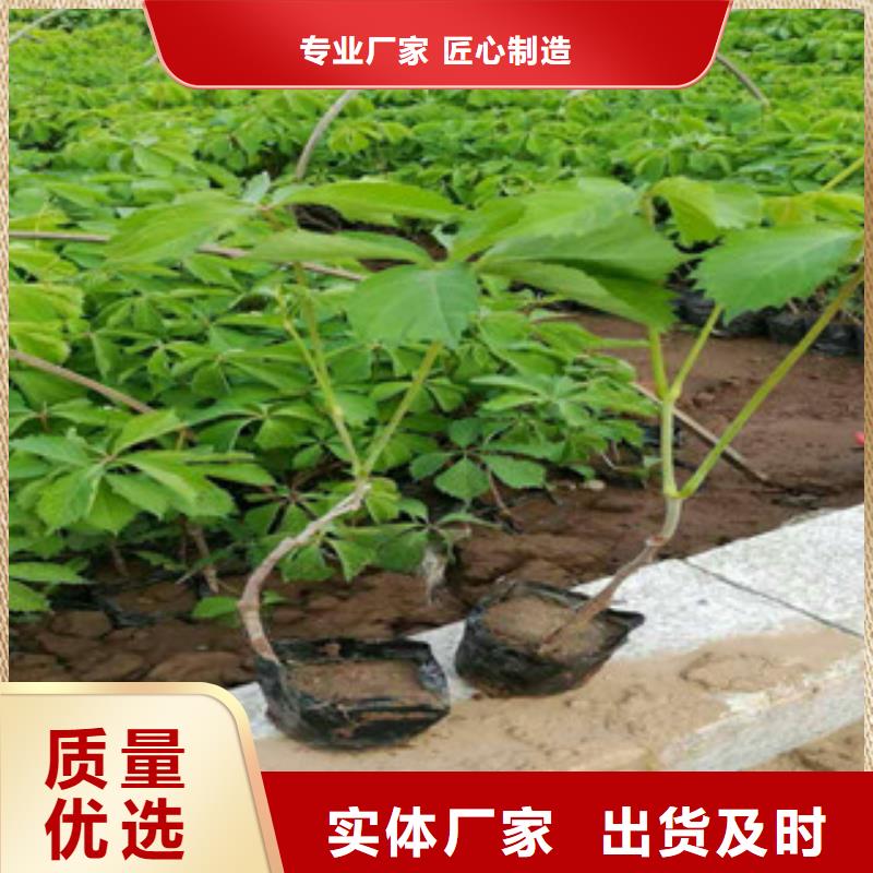 【宿根花卉柳叶马鞭草/薰衣草出货及时】