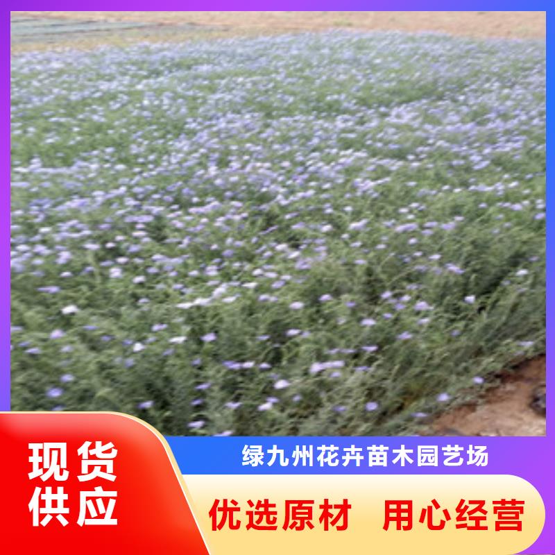 宿根花卉_花海景观工程定制定做