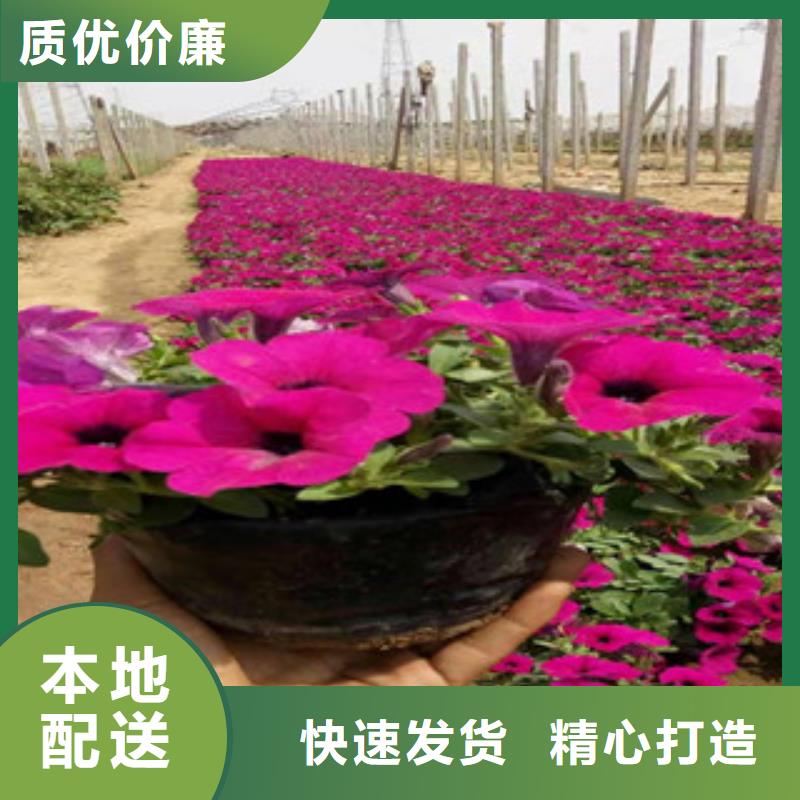 宿根花卉时令花卉/绿化草花价格品质之选