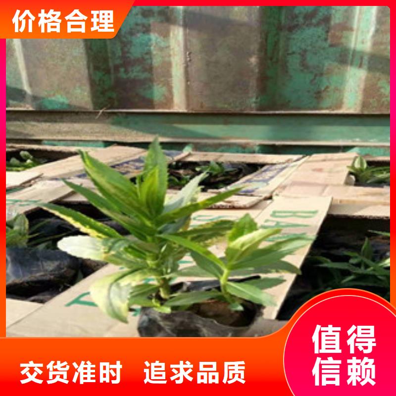 宿根花卉_水生植物/荷花睡莲厂家型号齐全