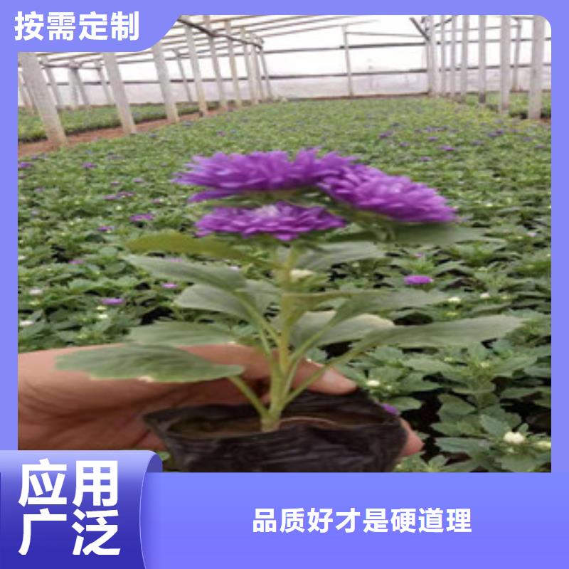 宿根花卉花海景观工程今年新款