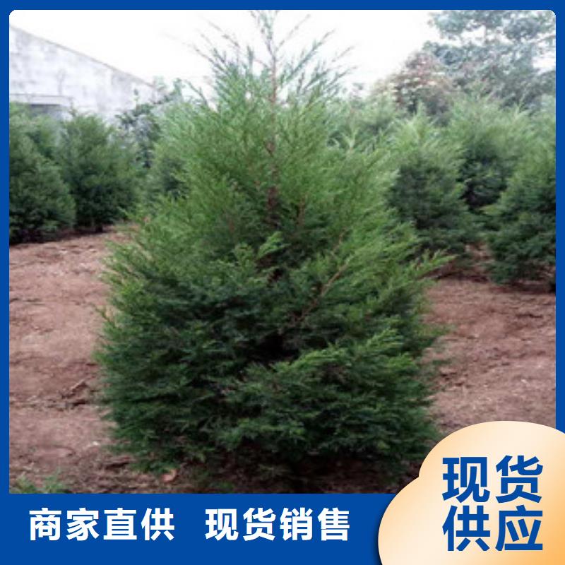 宿根花卉五一国庆草花批发买的放心安兴用的舒心