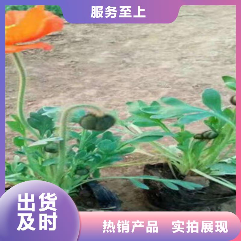 宿根花卉鲁冰花/粉黛乱子草拥有核心技术优势