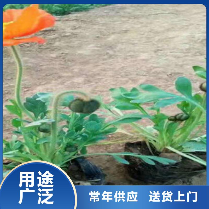 宿根花卉_花海景观工程定制定做