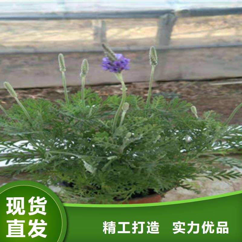 宿根花卉时令花卉/绿化草花价格专注质量