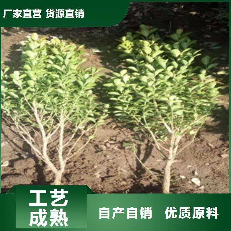 宿根花卉时令花卉/绿化草花价格专注质量