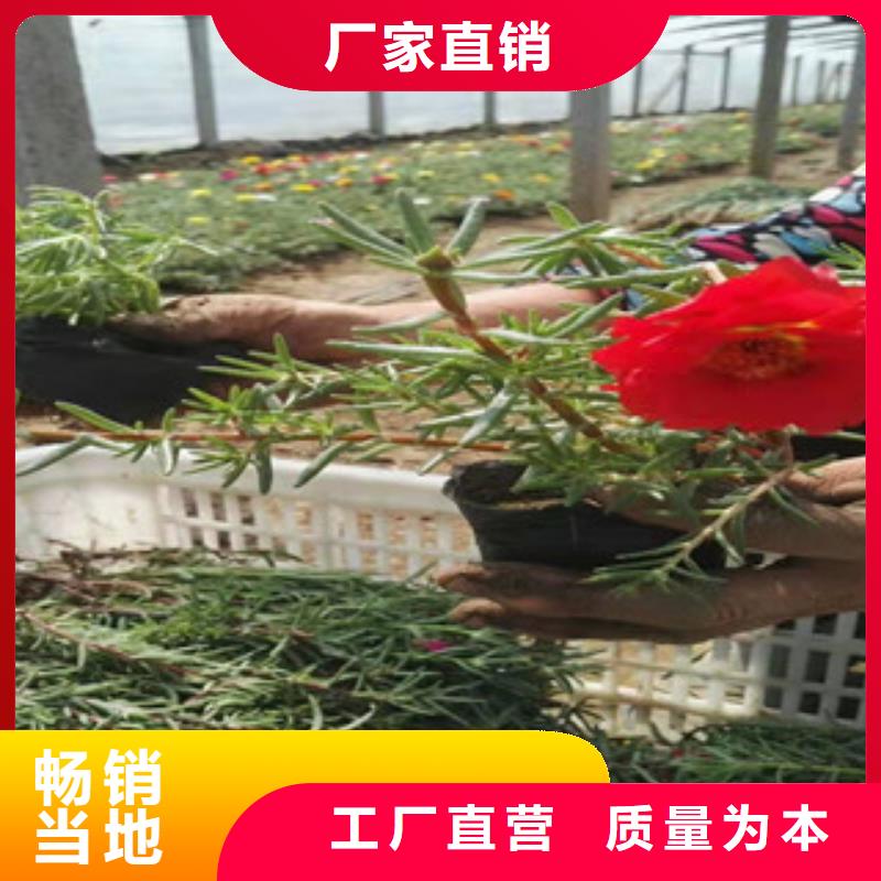 宿根花卉时令花卉/绿化草花价格专注质量