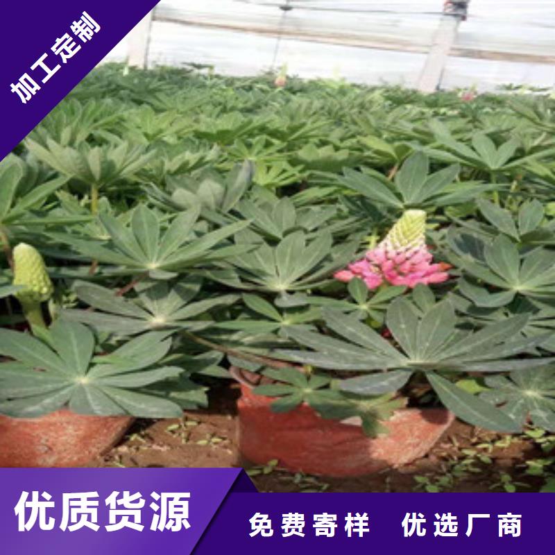 宿根花卉 水生植物/荷花睡莲专业生产N年