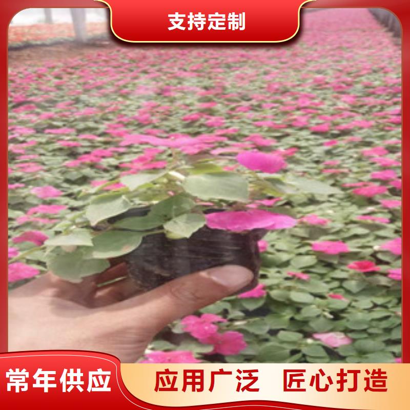 宿根花卉_水生植物/荷花睡莲厂家型号齐全